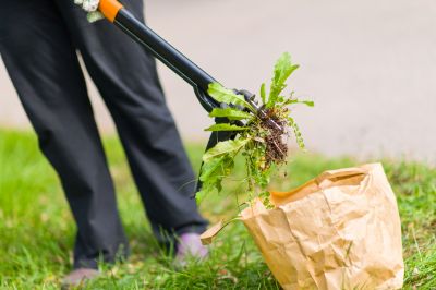 Weed Removal