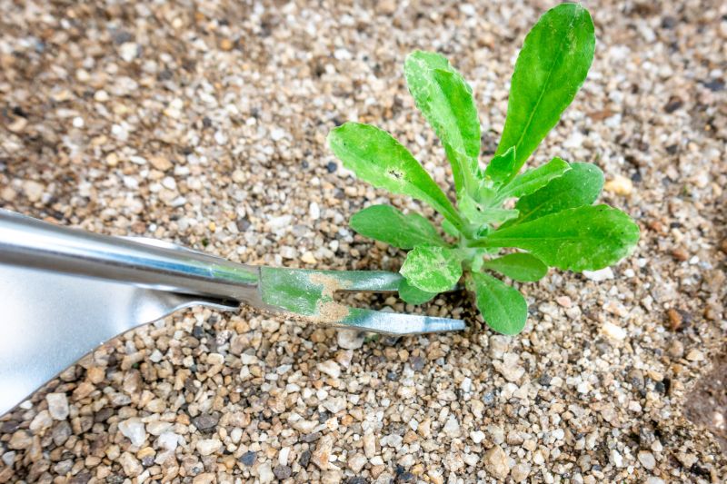 Weed Removal