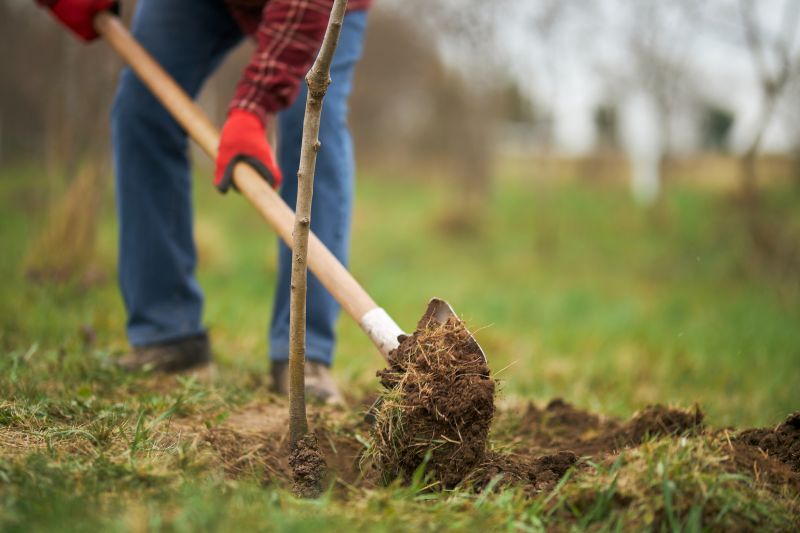 Orchard Planting in Honolulu, HI